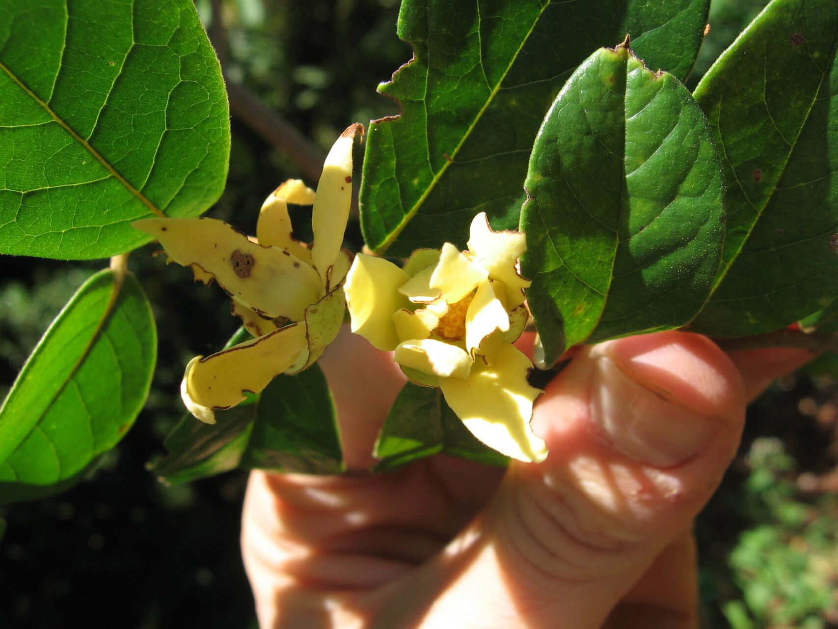 Uvaria leptocladon flower