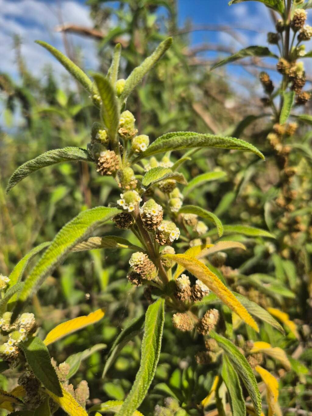 Lippia abyssinica flower