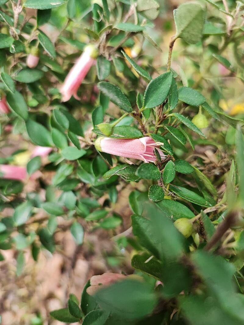 Correa pulchella flower