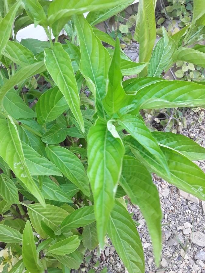 Polygonum sanguinaria leaf
