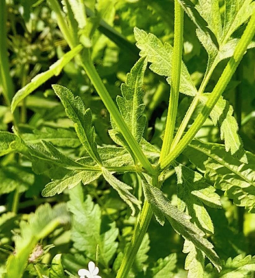 Tordylium maximum — search result for 'Apiaceae'