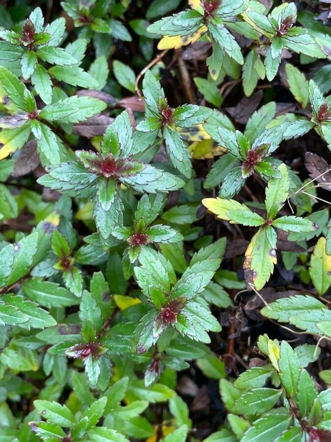 Parahebe catarractae — search result for 'Plantaginaceae'