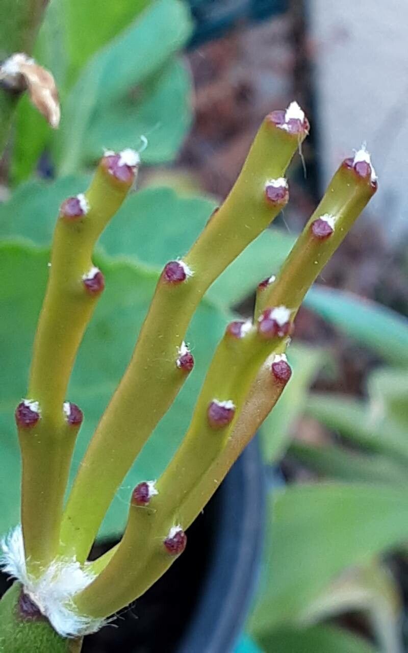 Rhipsalis dissimilis — search result for 'Rhipsalis'