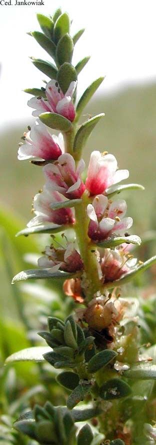 Lysimachia maritima flower