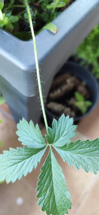 Potentilla anglica bark