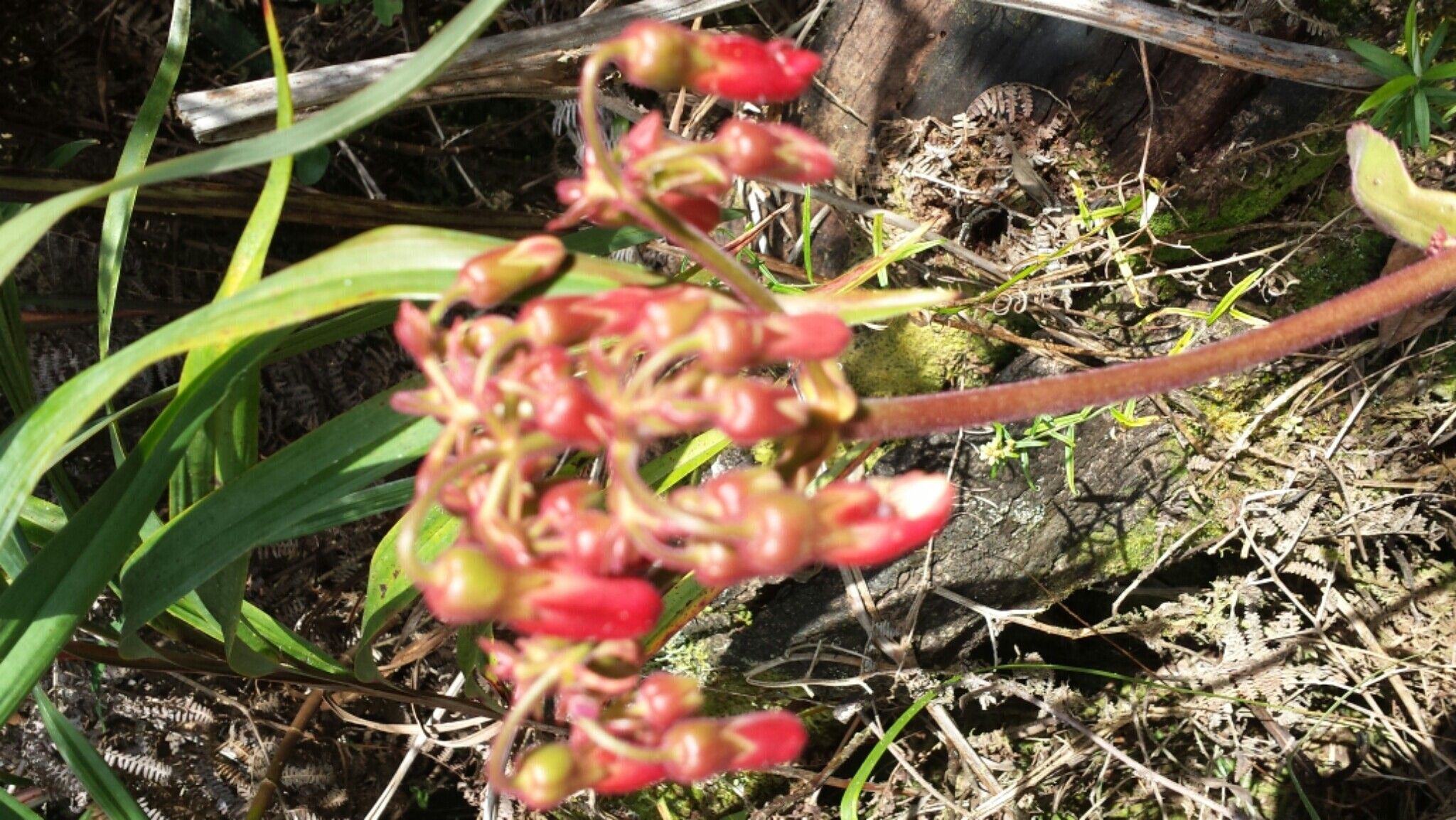 Kalanchoe pubescens flower