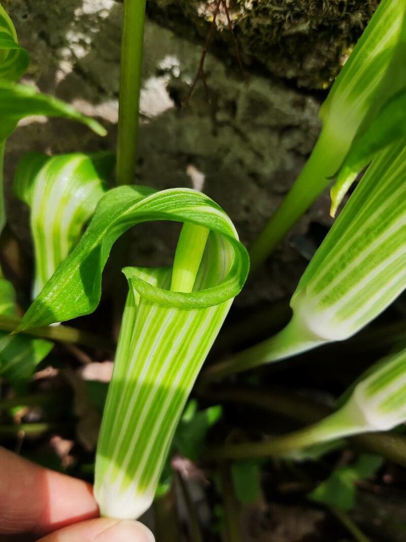 Arisaema amurense flower