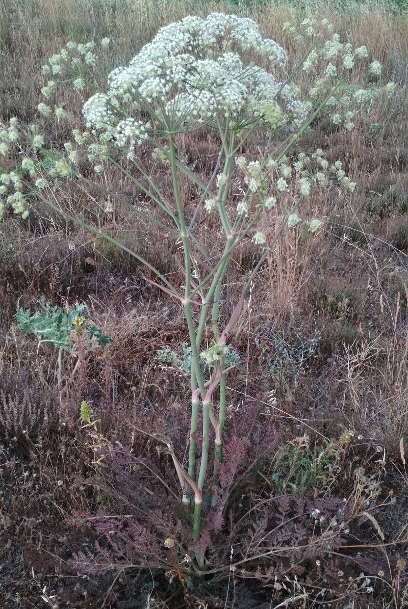 Thapsia gummifera habit