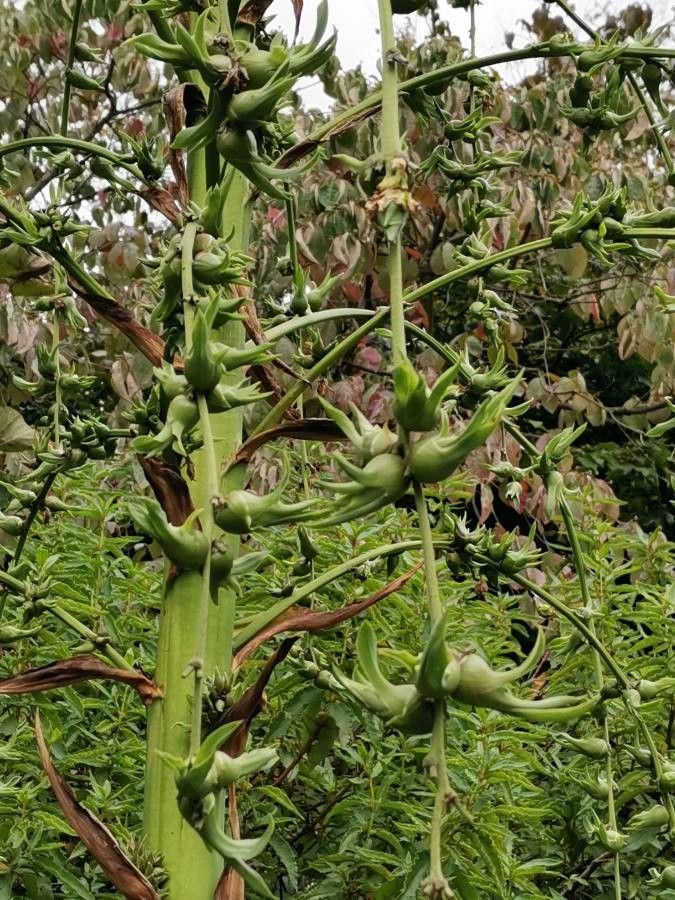 Furcraea parmentieri fruit