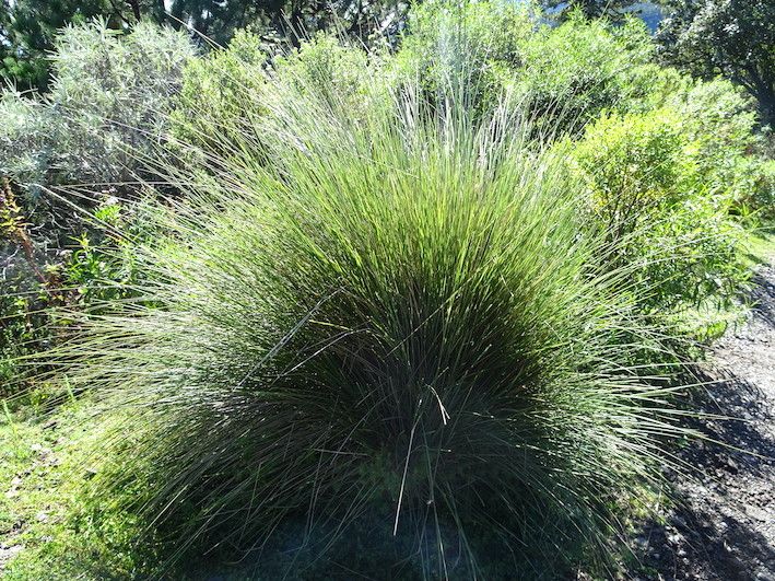 Muhlenbergia macroura — houseplant care guide