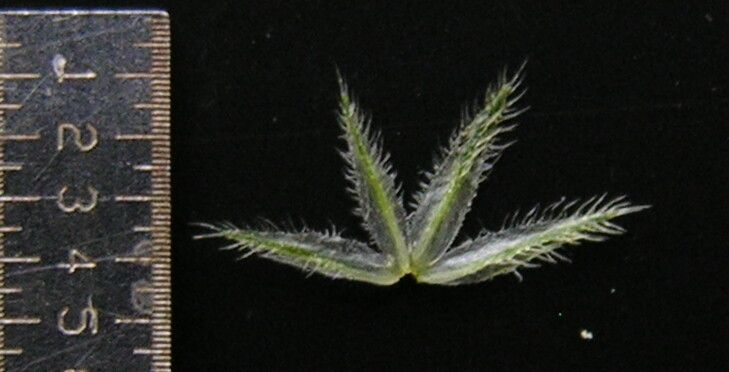Rostellularia mollissima — related species from the same genus