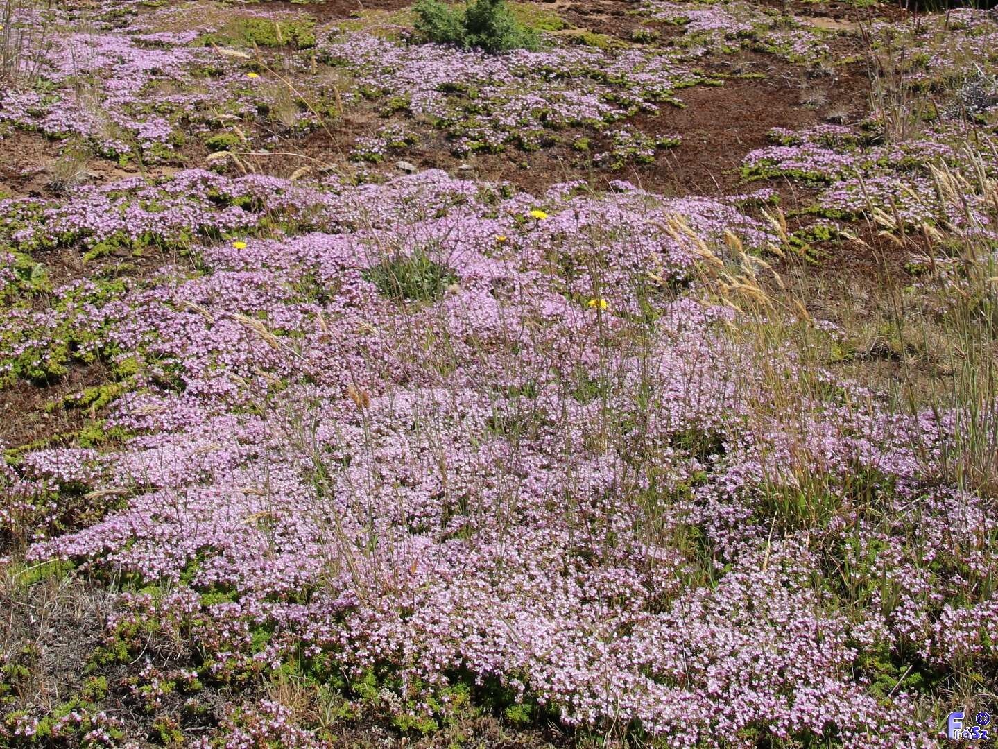 Thymus caespititius habit