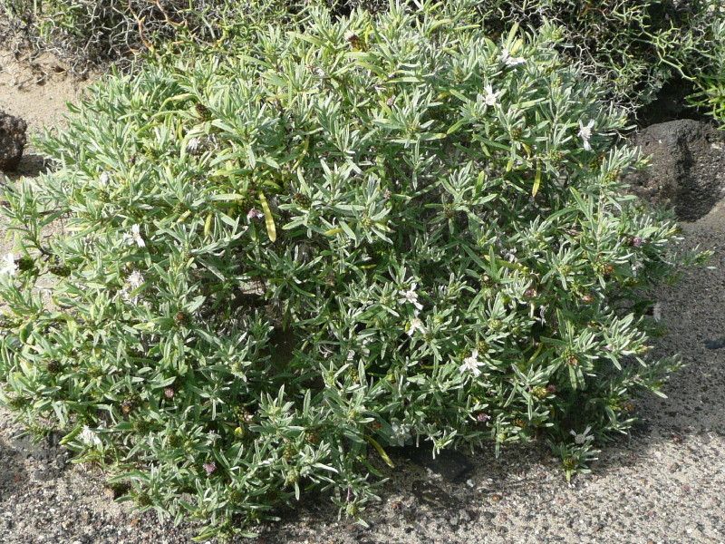 Atractylis preauxiana habit