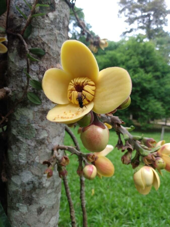 Grias peruviana flower