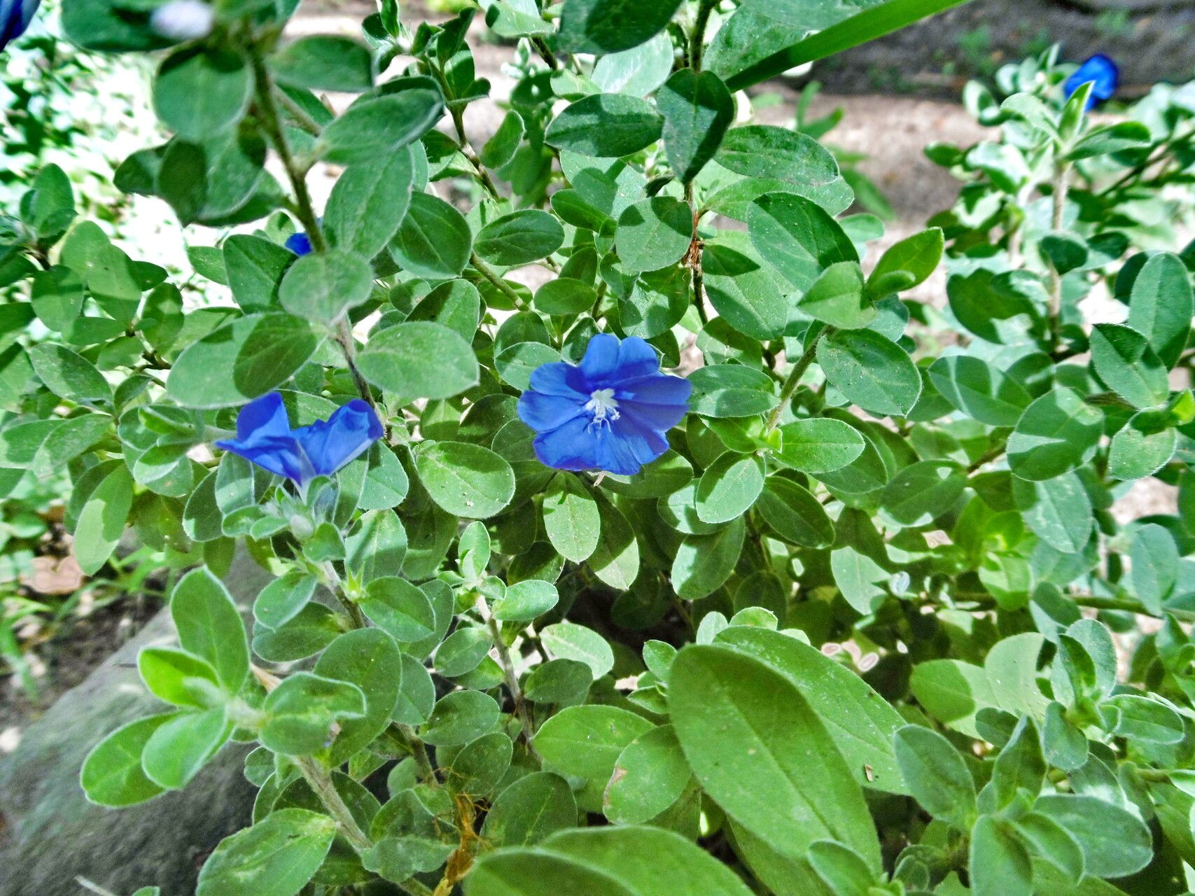 Evolvulus convolvuloides habit