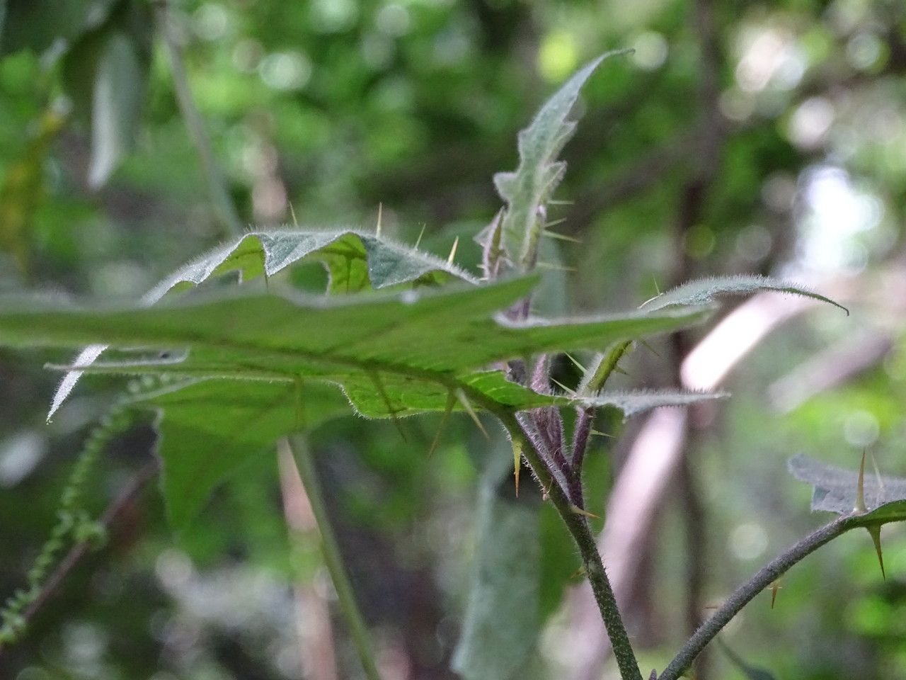 Solanum aculeastrum habit