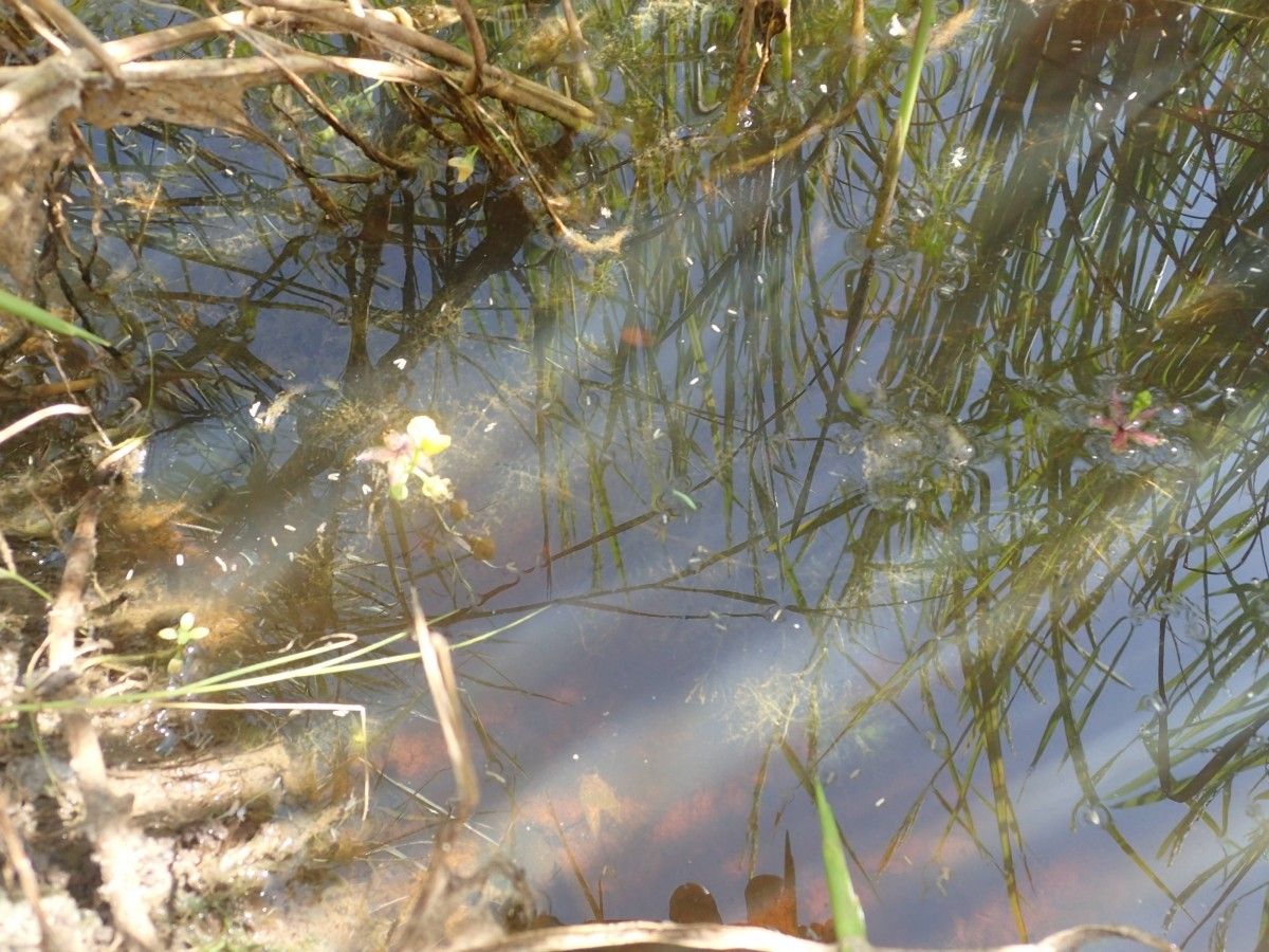 Utricularia stellaris habit
