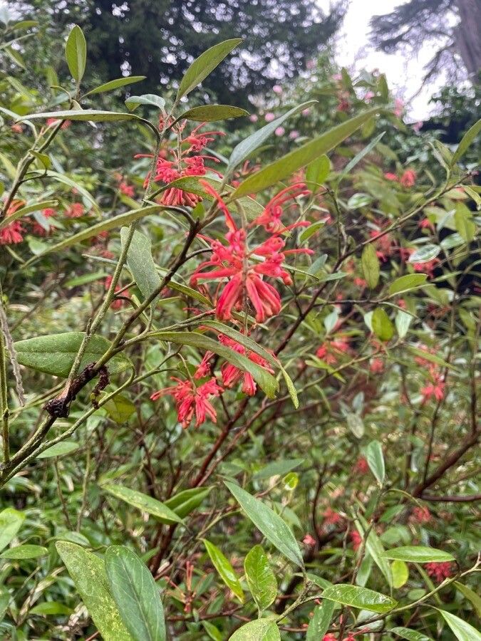 Grevillea rhyolitica flower