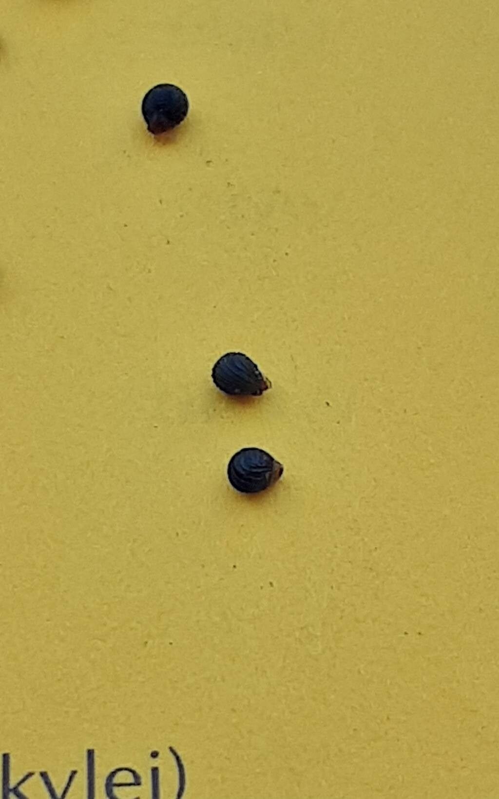 Bulbine namaensis — search result for 'Bulbine'