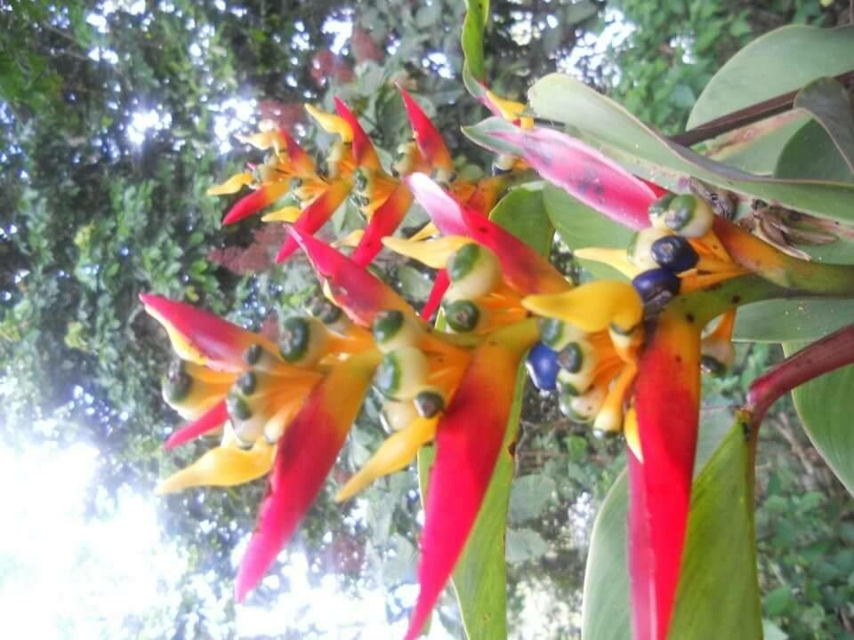 Heliconia farinosa flower