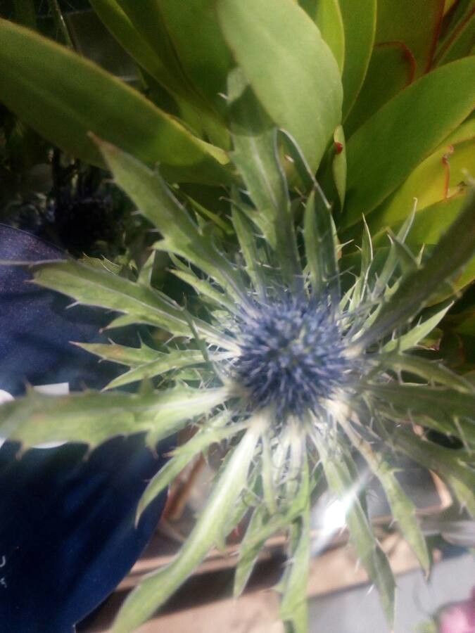 Eryngium spinalba flower