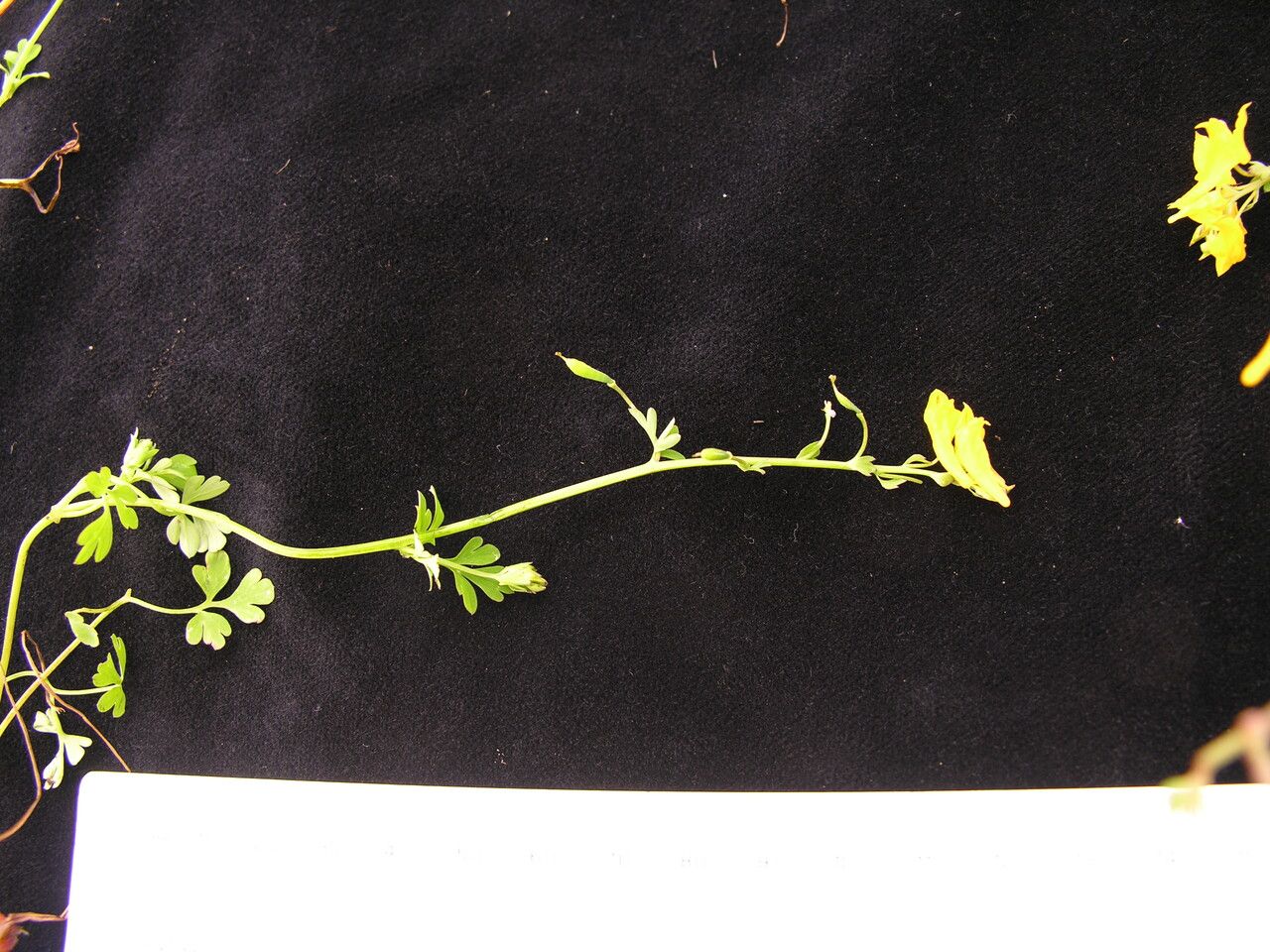 Corydalis longipes habit