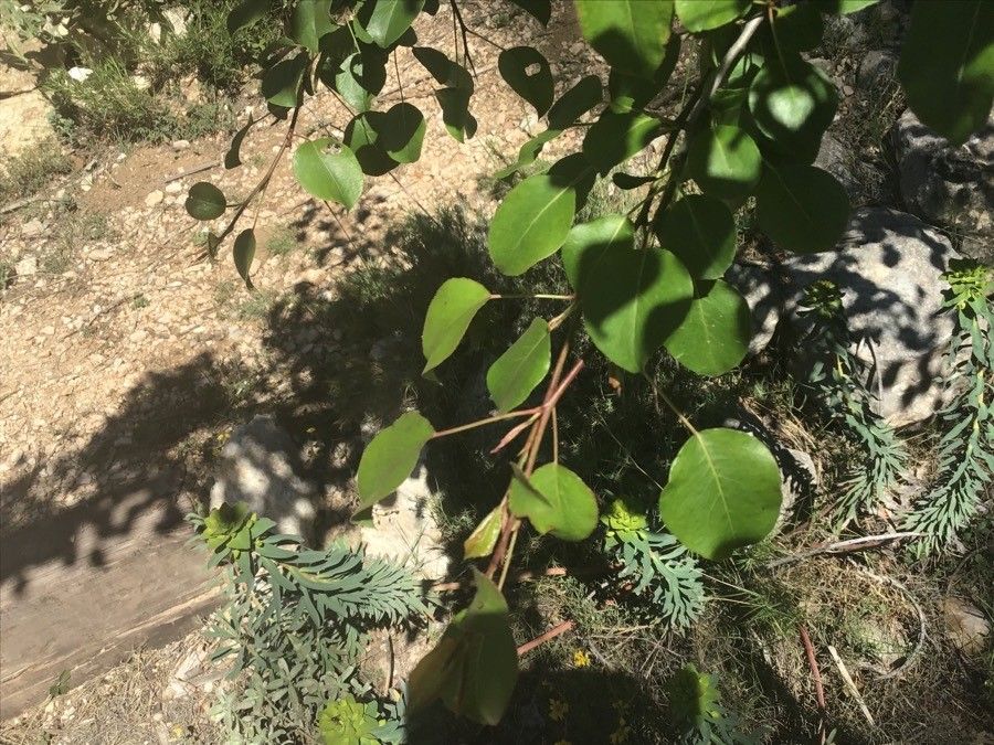 Pyrus pyraster — search result for 'Pyrus'