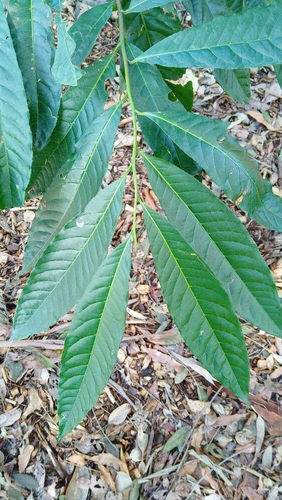 Elaeocarpus grandis — houseplant care guide