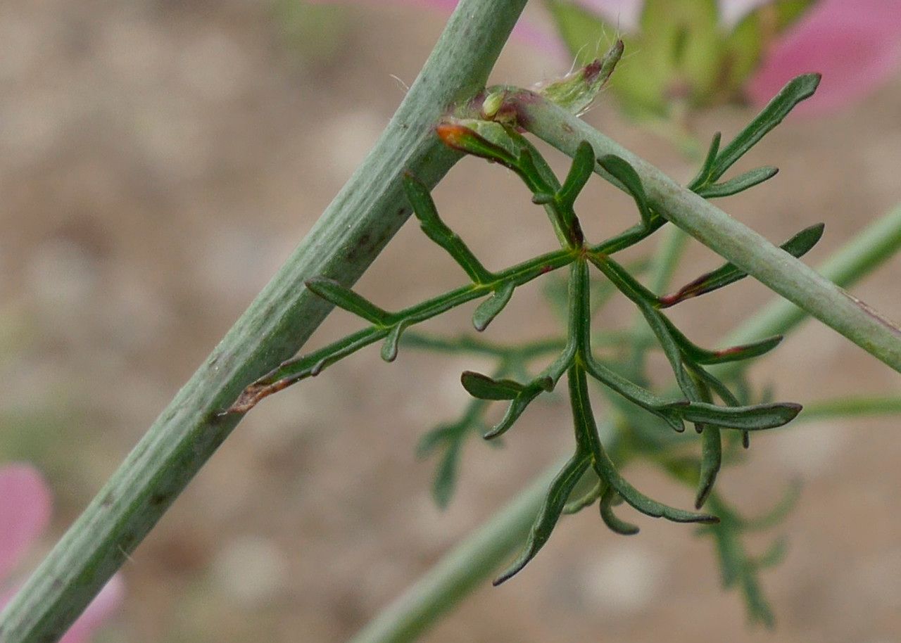 Malva tournefortiana bark