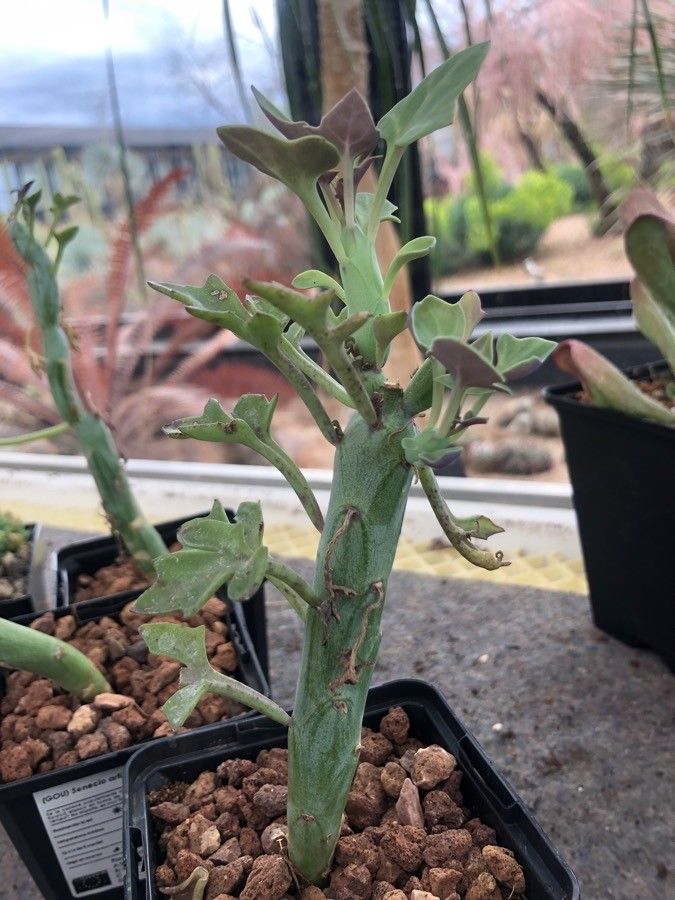 Senecio articulatus — search result for 'Senecio'