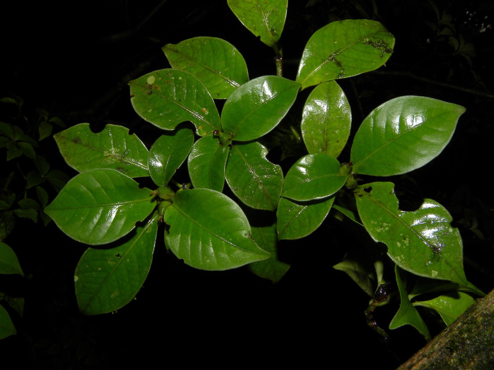 Psychotria parvifolia fruit