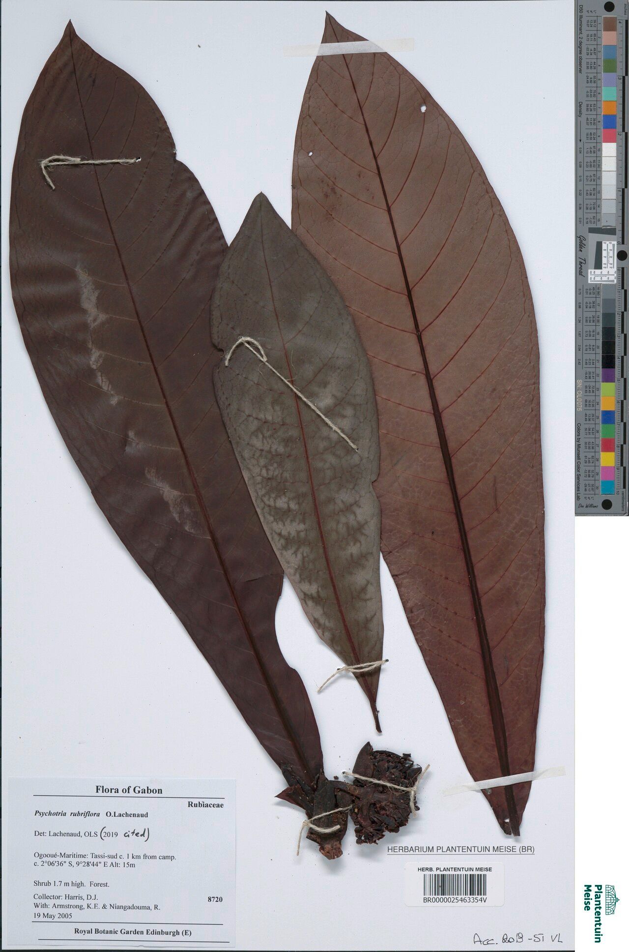 Psychotria rubriflora — houseplant care guide