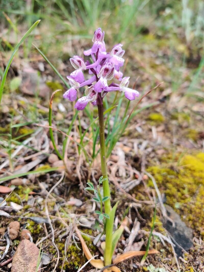 Anacamptis picta habit
