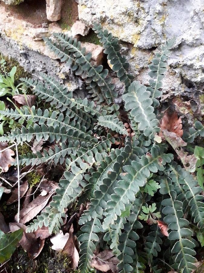 Ceterach officinarum habit