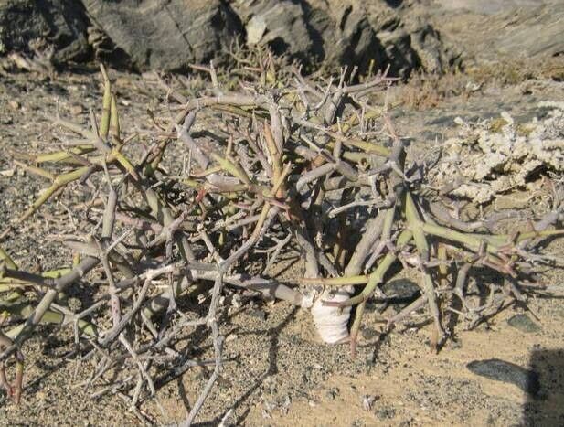 Euphorbia spinea leaf