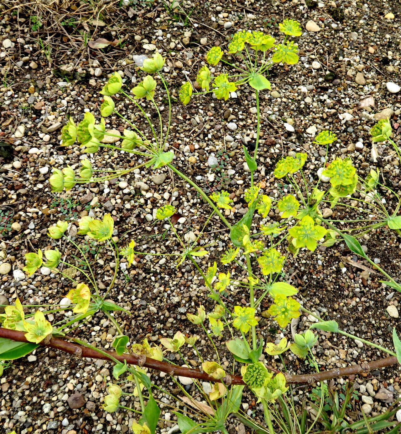 Bupleurum multinerve flower