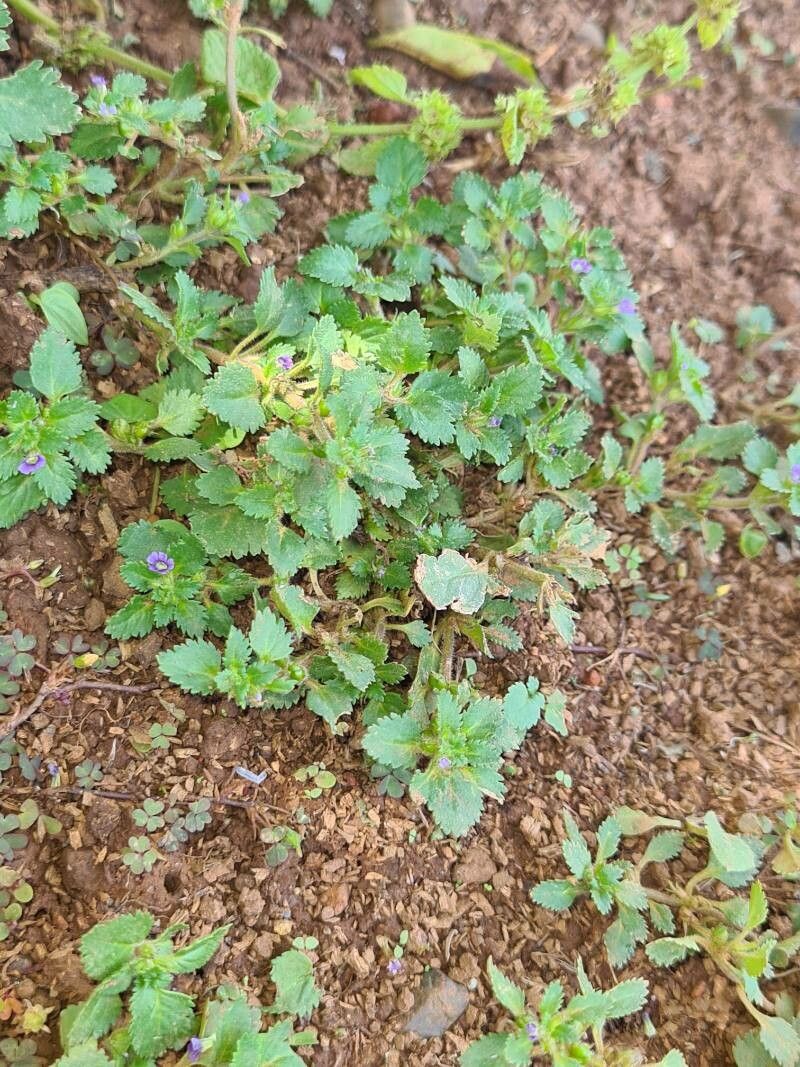 Stemodia verticillata bark
