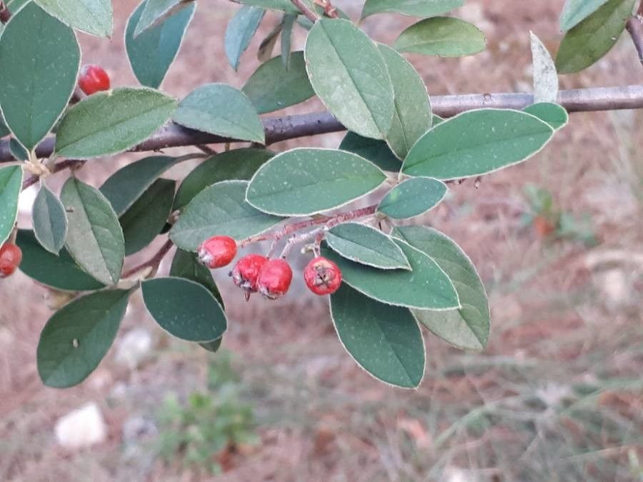Cotoneaster integerrimus fruit