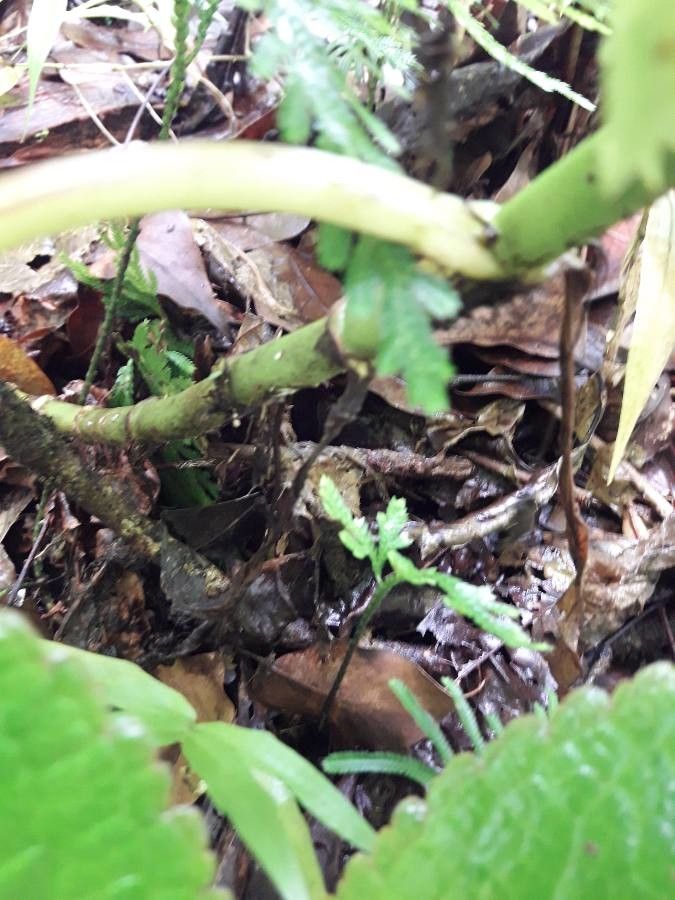 Nautilocalyx melittifolius bark