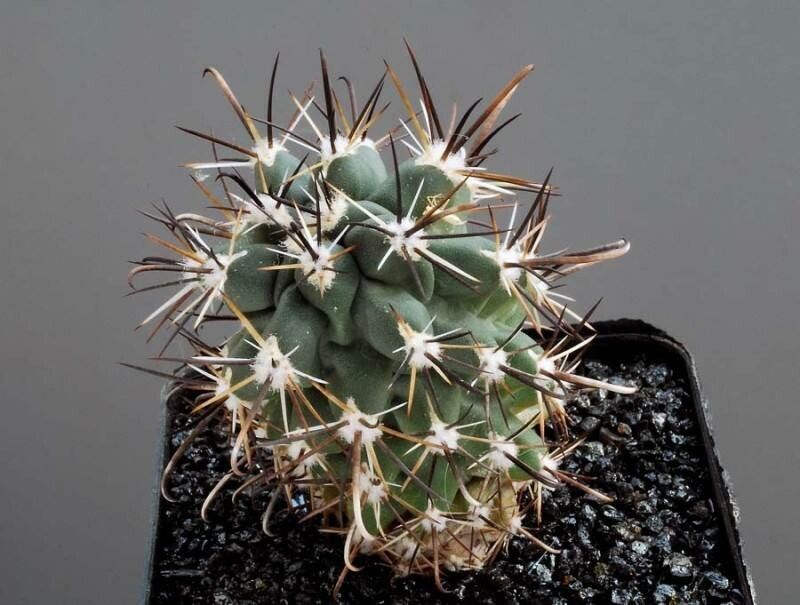 Sclerocactus cloverae — related species from the same genus