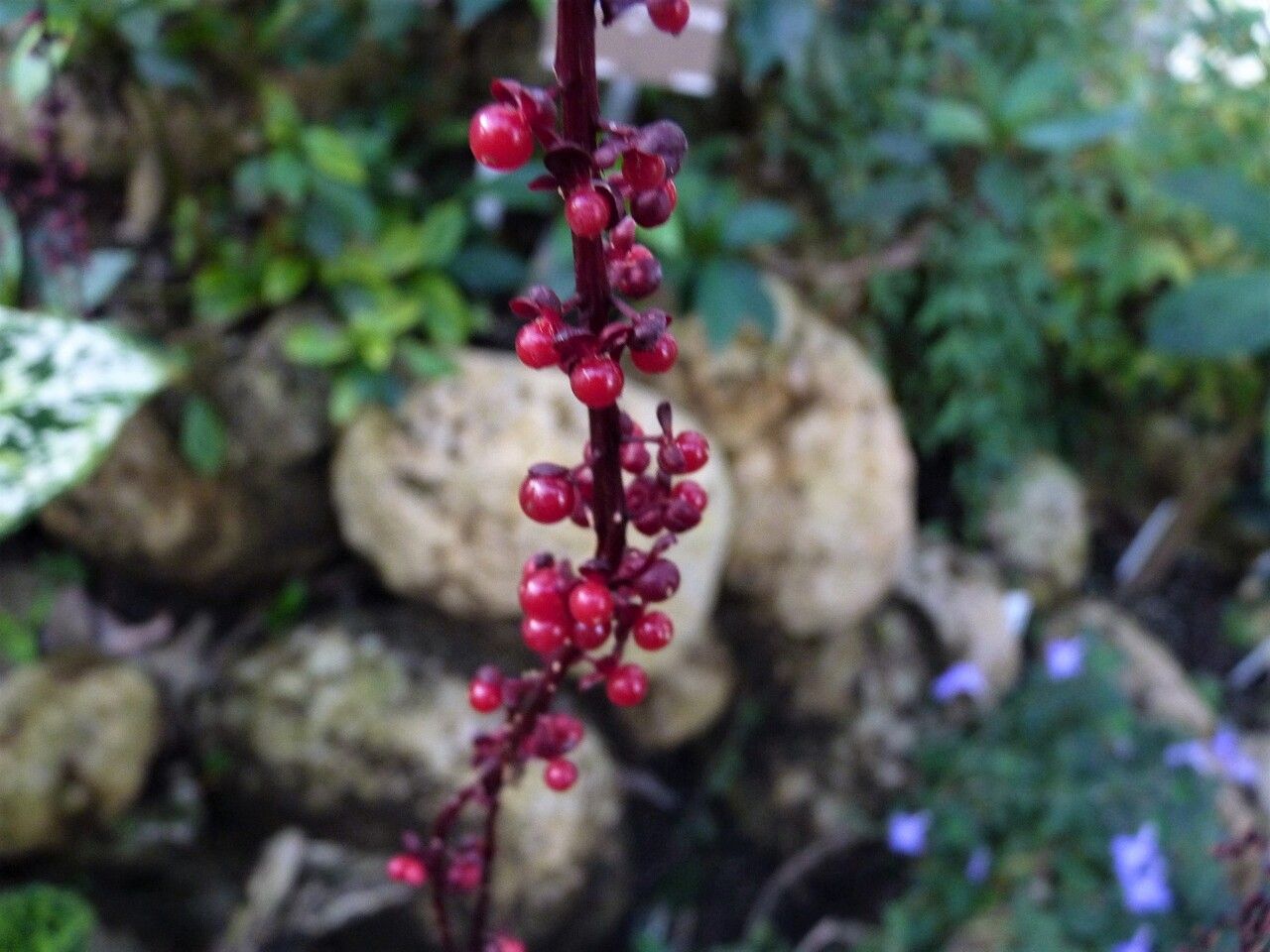 Trichostigma peruvianum fruit