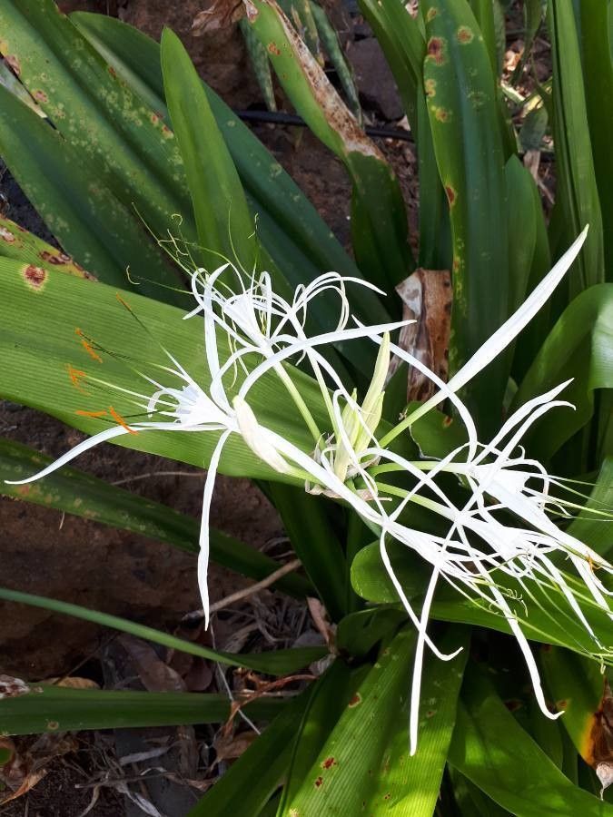 Hymenocallis fragrans flower