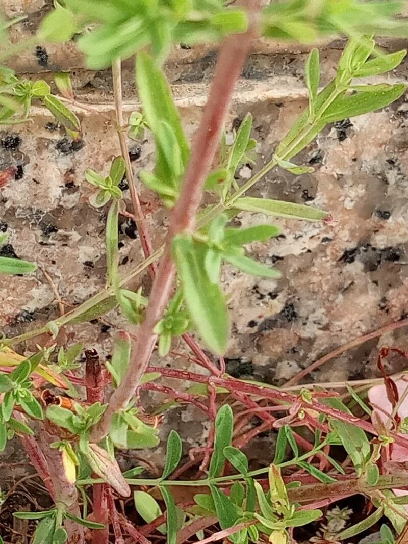 Hypericum annulatum leaf