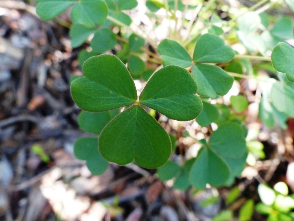 Oxalis elsae — houseplant care guide