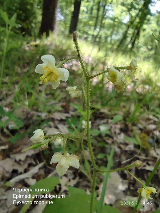 Epimedium pubigerum flower