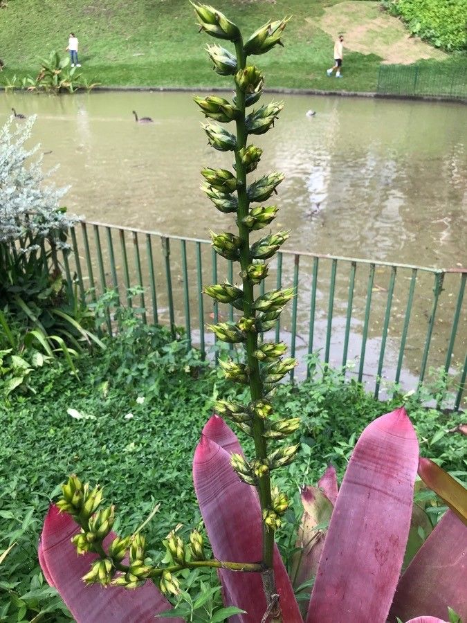 Neoregelia lillyae flower