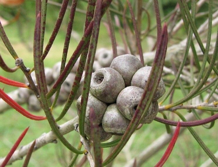 Callistemon pinifolius fruit