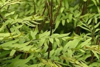 Osmunda lancea — related species from the same genus