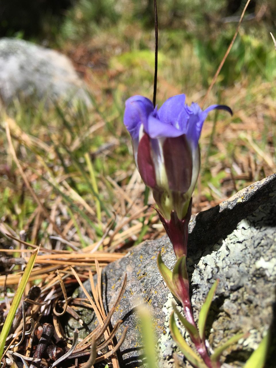 Gentiana ovatiloba flower