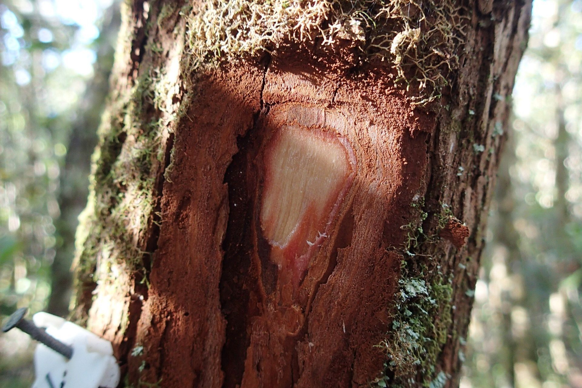 Hibbertia emarginata bark